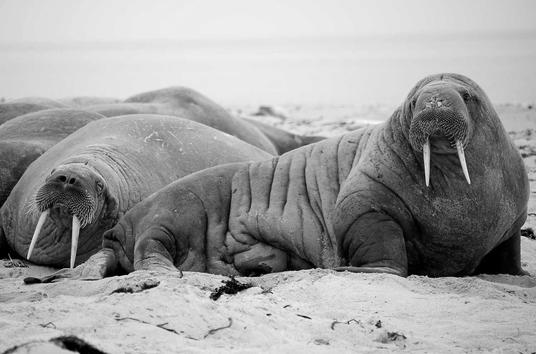 An image of some friendly walrus